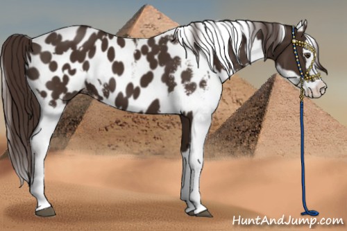 Horse Color:Liver Chestnut Sabino Splash Appaloosa and Liver Chestnut Sabino Splash Appaloosa