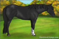 Horse Color:Gray Smoky Black