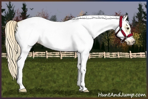 Horse Color:White Spotted Palomino Splash Frame 