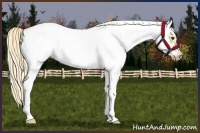 Horse Color:White Spotted Palomino Splash Frame