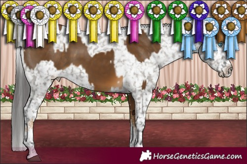 Horse Color:White Spotted Chocolate Palomino Splash  and White Spotted Grullo Appaloosa 