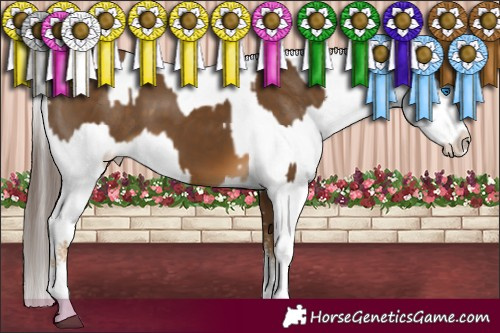 Horse Color:White Spotted Chocolate Palomino Splash  and White Spotted Grullo Appaloosa 