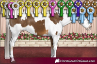 Horse Color:White Spotted Chocolate Palomino Splash  and White Spotted Grullo Appaloosa 