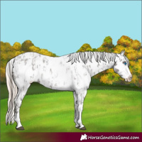 Horse Color:Liver Red Roan Sabino Splash Appaloosa  and Chocolate Palomino Roan Sabino Splash Appaloosa 