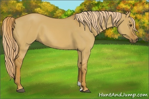 Horse Color:Red Dun 
