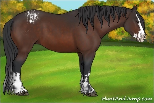 Horse Color:Bay Sabino Splash Appaloosa and Bay Sabino Splash