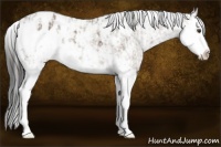 Horse Color:Liver Chestnut Sabino Splash Blanket and Liver Red Dun Sabino Splash Blanket