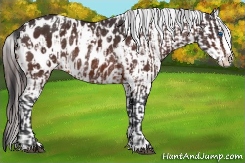 Horse Color:Brown Sabino Splash Near Leopard  and Brown Sabino Splash Near Leopard Rabicano 