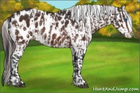 Horse Color:Brown Sabino Splash Near Leopard  and Brown Sabino Splash Near Leopard Rabicano 