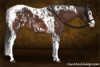 Horse Color:Brown Sabino Splash Tobiano and Brown Sabino Splash Tobiano