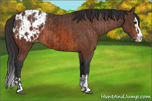 Horse Color:Brown Sabino Splash Blanket and Bay Sabino Splash Blanket