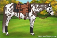 Horse Color:Liver Chestnut Sabino Splash Appaloosa  and Liver Chestnut Sabino Splash Appaloosa Rabicano 