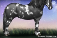 Horse Color:White Spotted Black