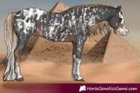Horse Color:Liver Chestnut Sabino Splash Appaloosa and Liver Chestnut Sabino Splash Appaloosa