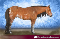 Horse Color:Gray Buckskin Ice Sabino  and Bay Sabino 