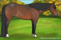 Horse Color:Bay Roan Varnish 