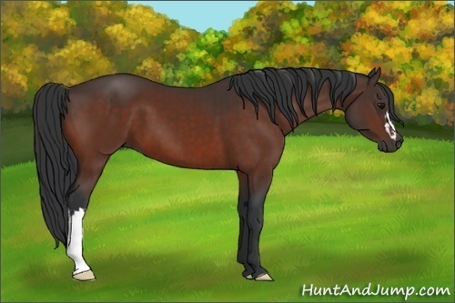 Horse Color:Bay  and Bay 