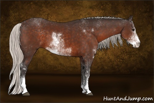 Horse Color:Silver Bay Sabino 