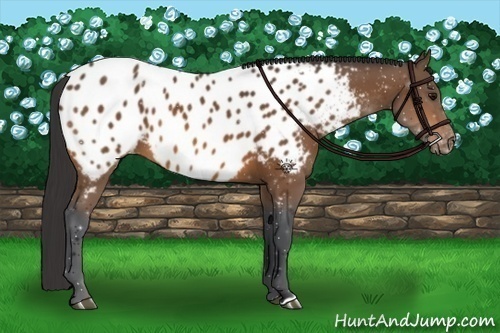 Horse Color:Bay Appaloosa