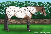Horse Color:Bay Appaloosa 