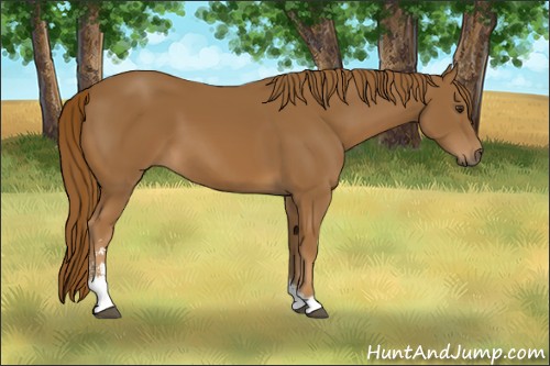 Horse Color:Chestnut Sabino 