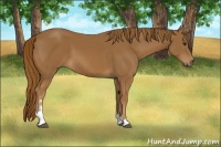 Horse Color:Chestnut Sabino
