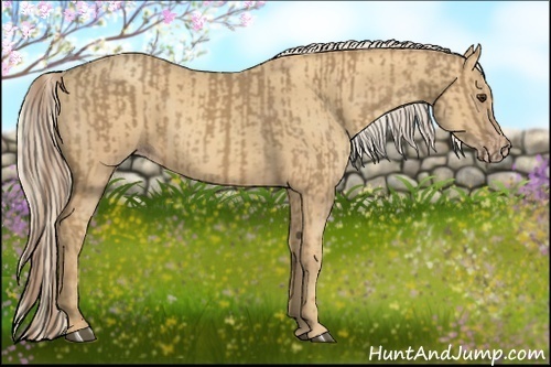 Horse Color:Palomino and Gold Cream Champagne