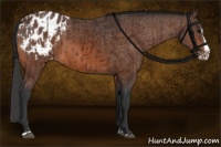 Horse Color:Bay Sabino Splash Appaloosa  and Bay Sabino Splash Appaloosa 