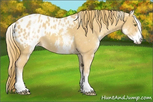 Horse Color:White Spotted Gold Champagne Blanket