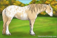 Horse Color:White Spotted Gold Champagne Appaloosa 