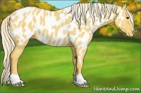 Horse Color:Palomino Roan Near Leopard