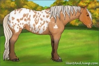 Horse Color:Silver Bay Roan Appaloosa 