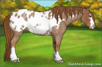 Horse Color:Red Roan Frame Appaloosa Rabicano
