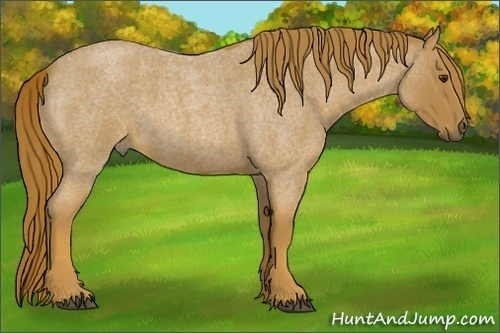 Horse Color:Red Roan 