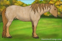 Horse Color:Red Roan
