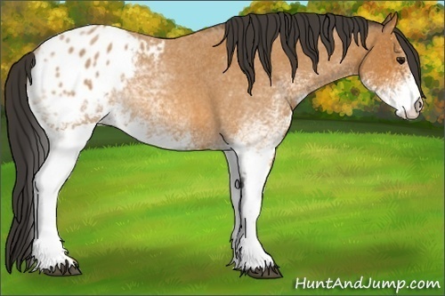 Horse Color:White Spotted Bay Roan Varnish Rabicano 