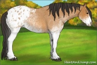 Horse Color:White Spotted Bay Roan Varnish Rabicano