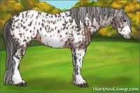 Horse Color:Brown Sabino Splash Frame Near Leopard  and Brown Sabino Splash Frame Near Leopard 