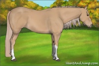 Horse Color:Palomino 
