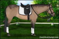 Horse Color:Bay Dun