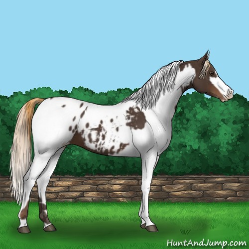 Horse Color:Liver Chestnut Sabino Splash Appaloosa  and Liver Chestnut Sabino Splash Appaloosa 