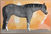 Horse Color:Black 