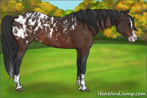 Horse Color:Bay Sabino Splash Appaloosa  and Bay Sabino Splash Appaloosa 