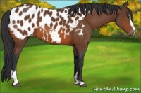 Horse Color:Bay Sabino Appaloosa