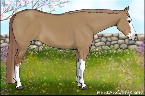 Horse Color:Red Dun Splash