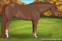 Horse Color:Chestnut and Chestnut