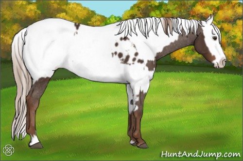 Horse Color:Liver Chestnut Sabino Splash Appaloosa and Liver Chestnut Sabino Splash Appaloosa