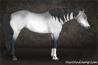 Horse Color:Bay Chinchilla