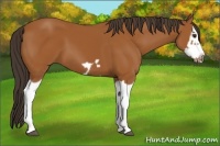 Horse Color:Bay Splash Frame 