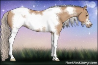 Horse Color:Silver Bay Dun Sabino Tobiano Frame Rabicano 